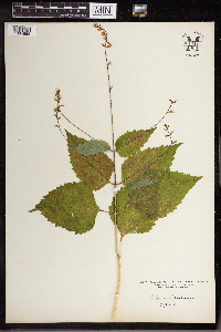 Phryma leptostachya image