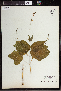 Phryma leptostachya image