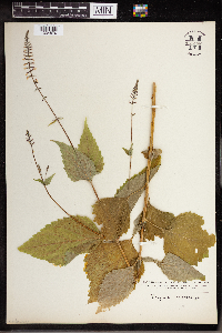 Phryma leptostachya image