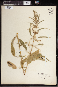 Urtica dioica image