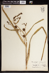 Sparganium eurycarpum image