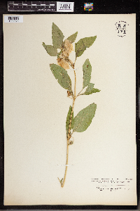 Leucophysalis grandiflora image