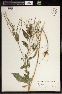 Verbena urticifolia image
