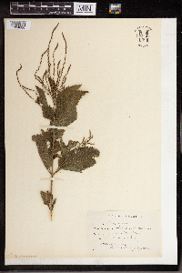 Verbena urticifolia image