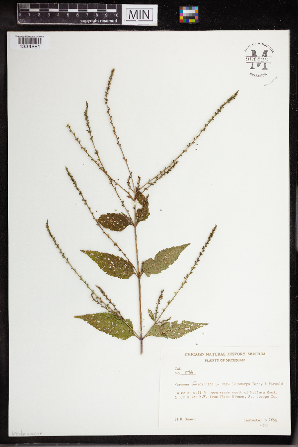 Verbena urticifolia var. leiocarpa image