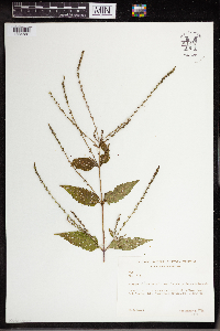 Verbena urticifolia image