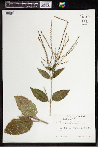 Verbena urticifolia image