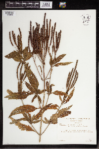 Verbena urticifolia image