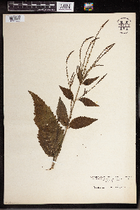 Verbena urticifolia image