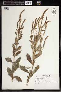 Verbena stricta image