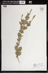 Verbena stricta image