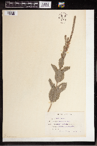 Verbena stricta image