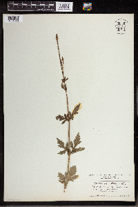 Verbena officinalis image