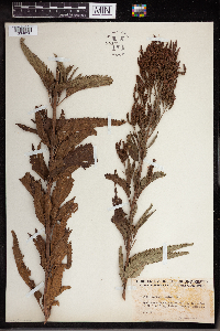 Verbena hastata image