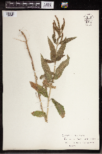 Verbena hastata image