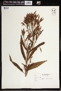 Verbena hastata image