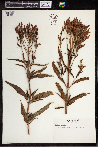 Verbena hastata image