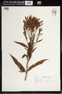 Verbena hastata image
