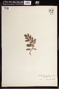 Verbena bracteata image