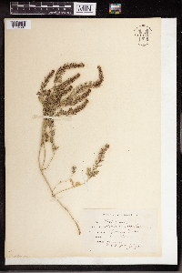 Verbena bracteata image