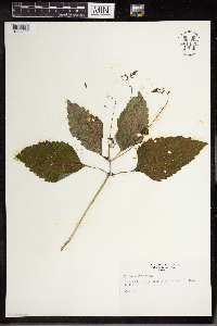 Phryma leptostachya image