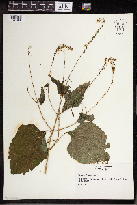 Phryma leptostachya image