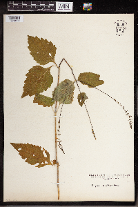 Phryma leptostachya image