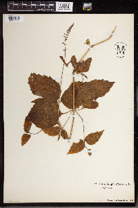 Phryma leptostachya image