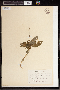 Phryma leptostachya image