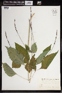 Phryma leptostachya image