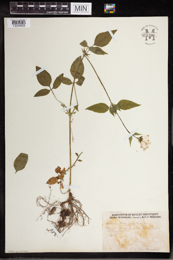 Valeriana pauciflora image