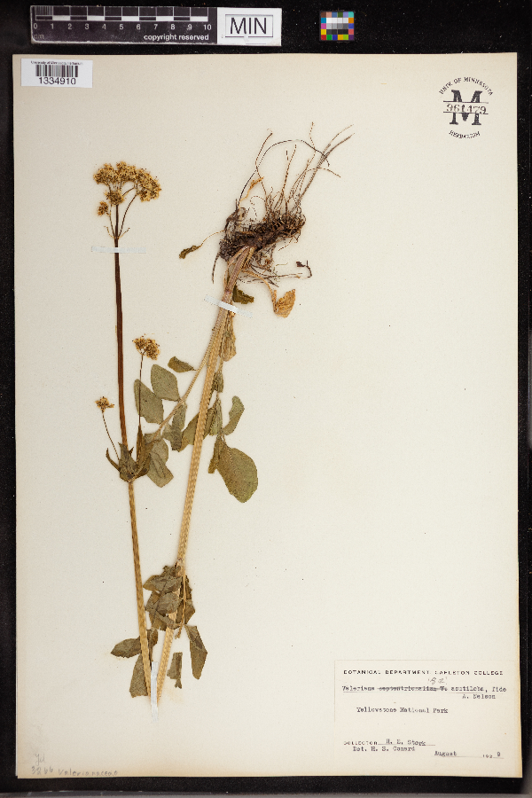 Valeriana acutiloba image