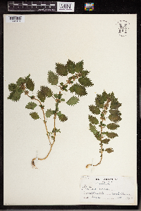 Media resource of Urtica urens