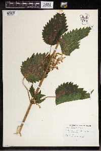 Urtica dioica image