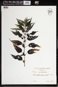 Urtica dioica image