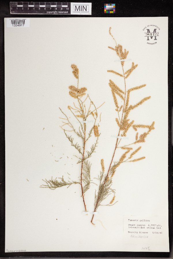 Tamarix gallica image