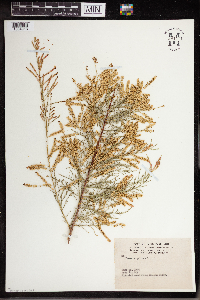 Tamarix gallica image