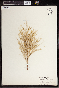 Tamarix gallica image