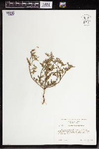 Solanum triflorum image