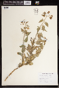 Solanum dulcamara image