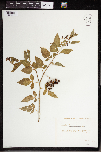 Solanum dulcamara image