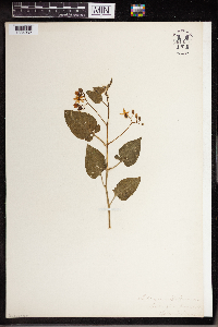 Solanum dulcamara image