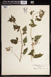 Solanum dulcamara image