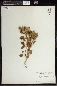 Physalis virginiana image