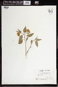 Physalis virginiana image
