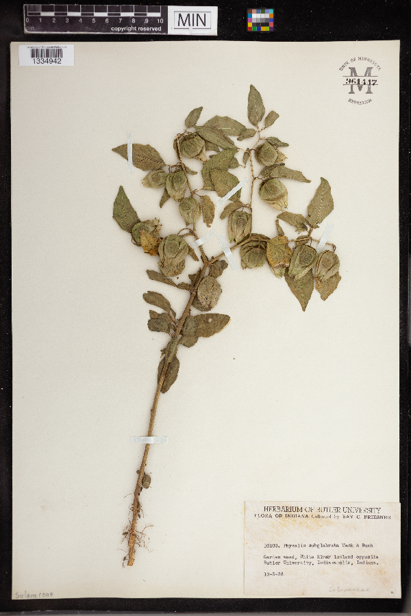 Physalis longifolia var. subglabrata image