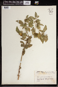 Physalis longifolia image