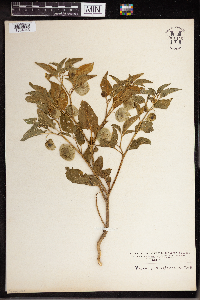 Physalis longifolia image