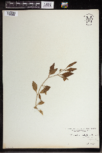 Physalis longifolia image