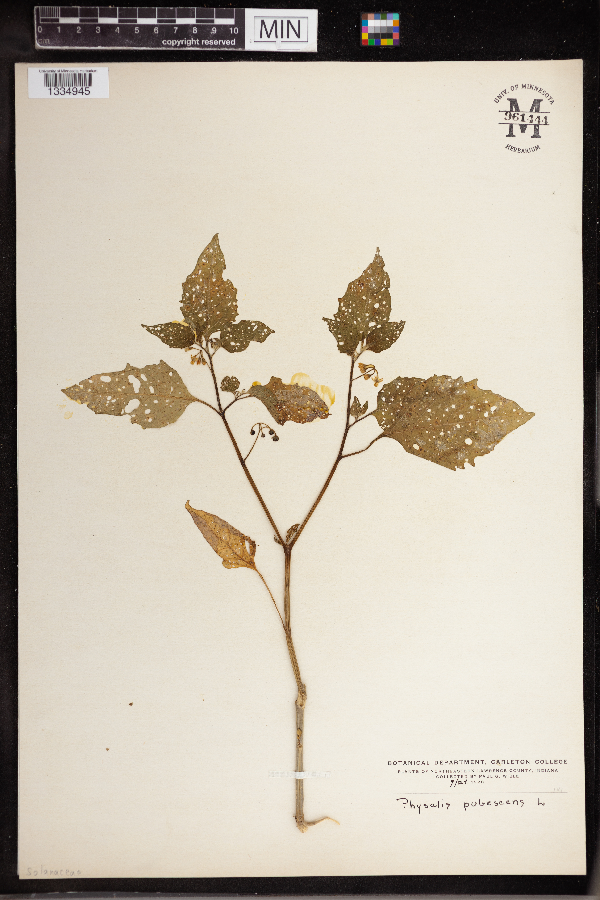 Physalis pubescens image